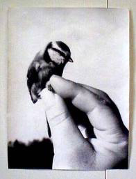 biennale, belleville, café au lit