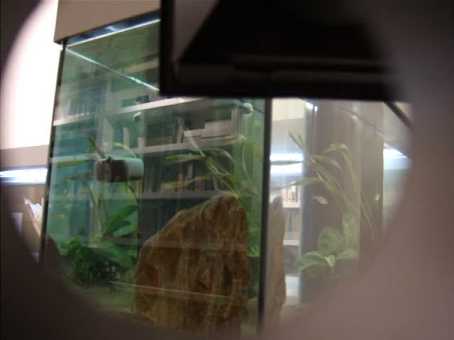 galerie in situ, fabienne leclerc, tristes utopies, andrea blum, damien deroubaix, mark dion, bruno perramant, patrick van caeckenbergh